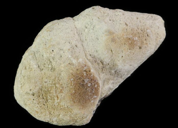 Cretaceous Fish Coprolite (Fossil Poop) - Kansas #64183
